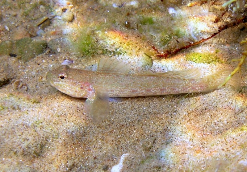 Gobius incognitus (M. Kovacic and R. anda, 2016) vs. Gobius bucchichi (Steindachner,1870)